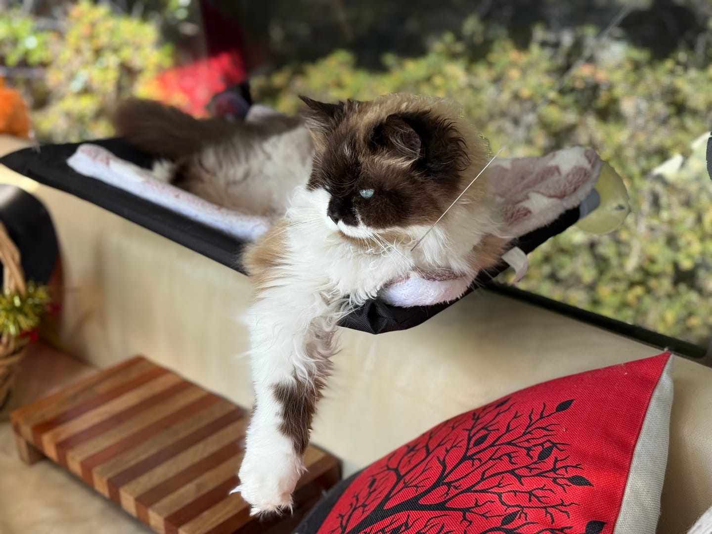 Customer photo review of Fit Litter