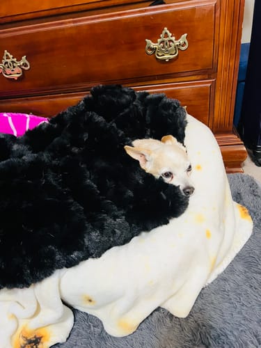 Customer's small dog peeking out from under the soft Black Crinkle Pet Blanket.