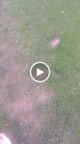 Kundenbewertung mit Video zu RASENBLITZ™ - SOMMERDÜNGER