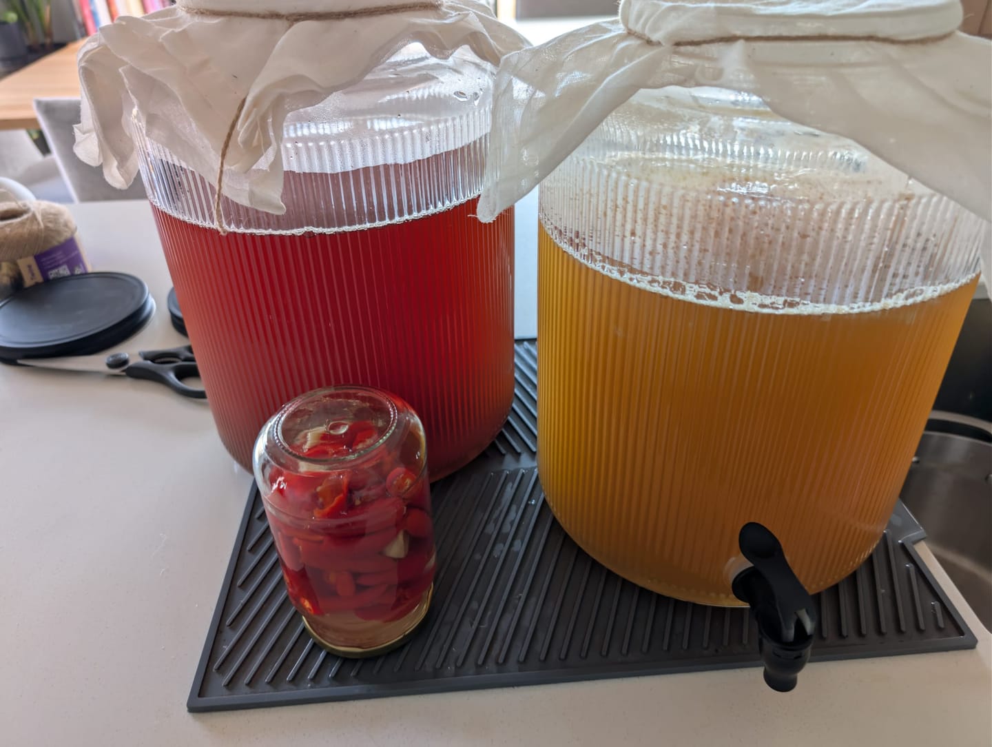Customer photo review of Kombucha SCOBY