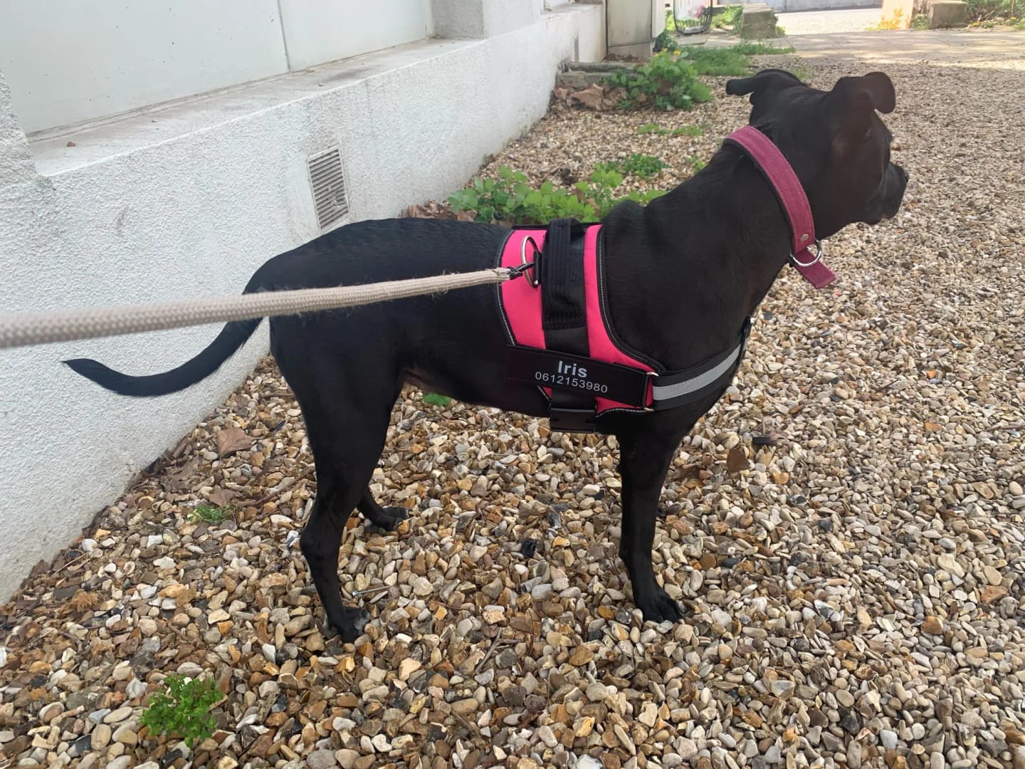 Customer photo review of Pettorina Regolabile Cane Sicura