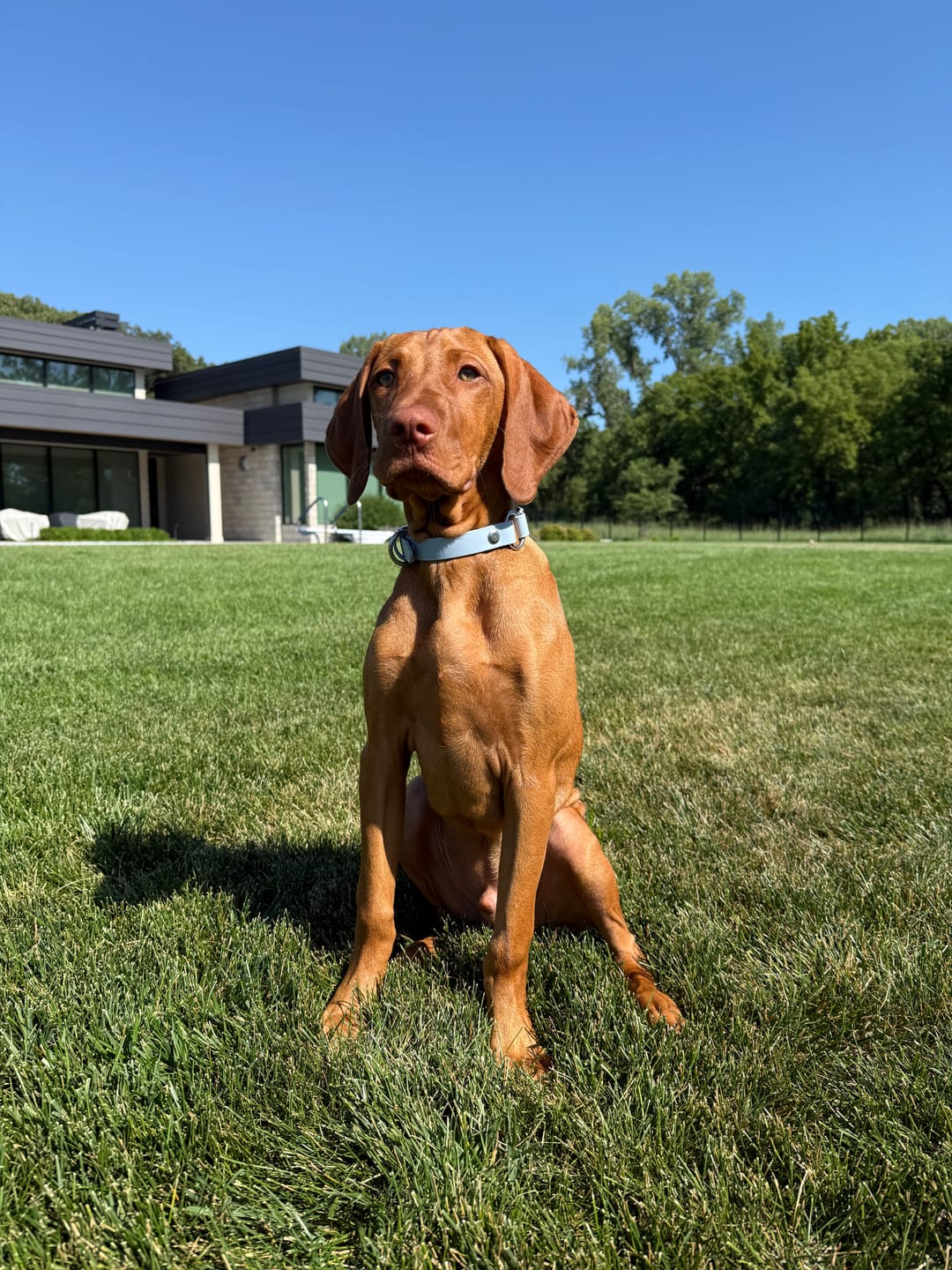 Customer photo review of Denali Center Ring BioThane Collar
