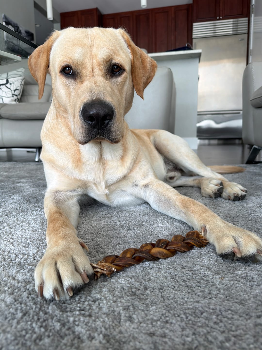 Customer photo review of 12 Inch Braided Collagen Sticks
