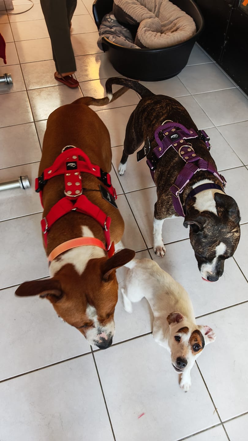 Customer photo review of Easy Walk Extreme Plum - Sele med snabbspänne