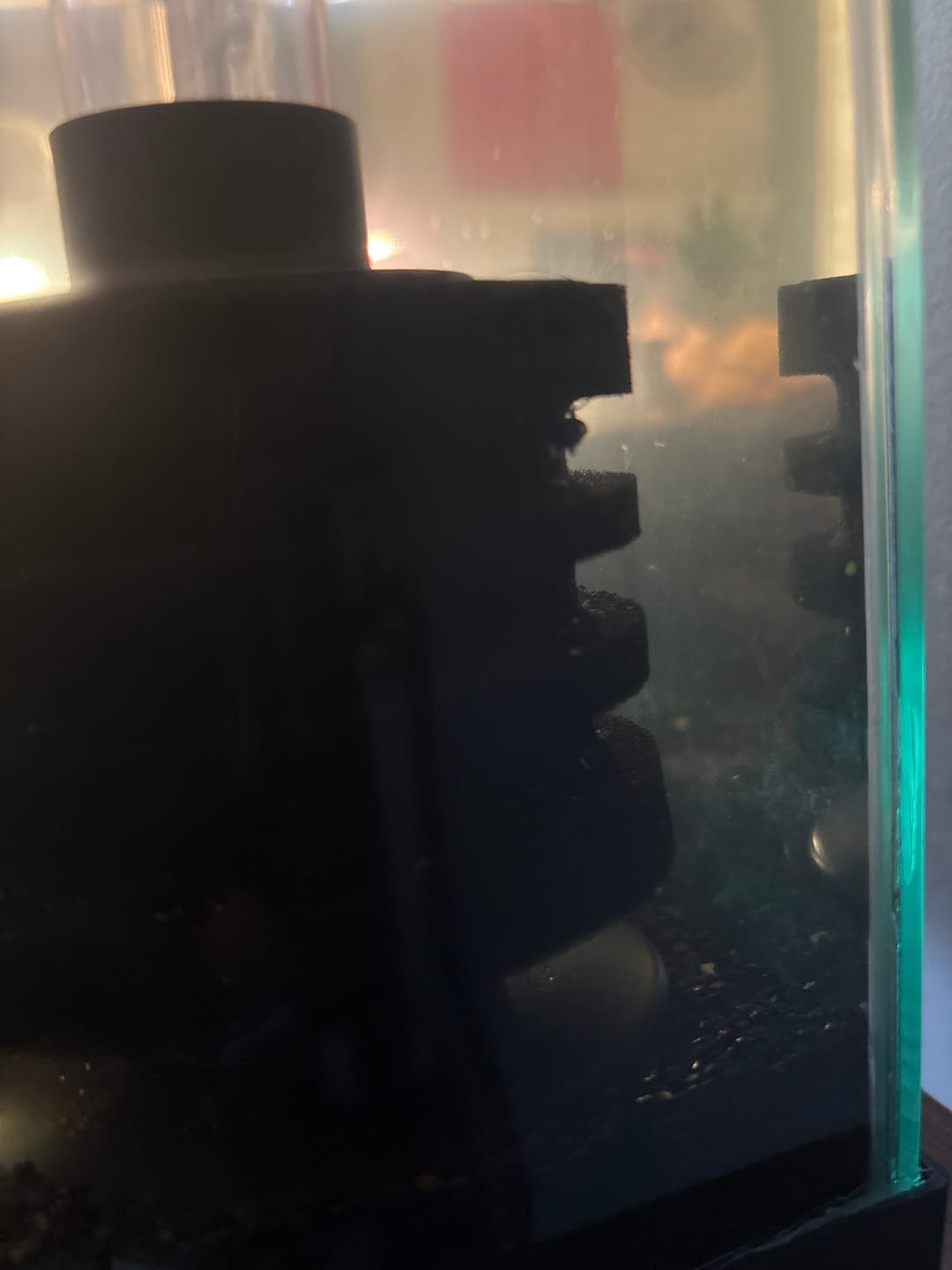 Customer photo review of Blue Dream Shrimp