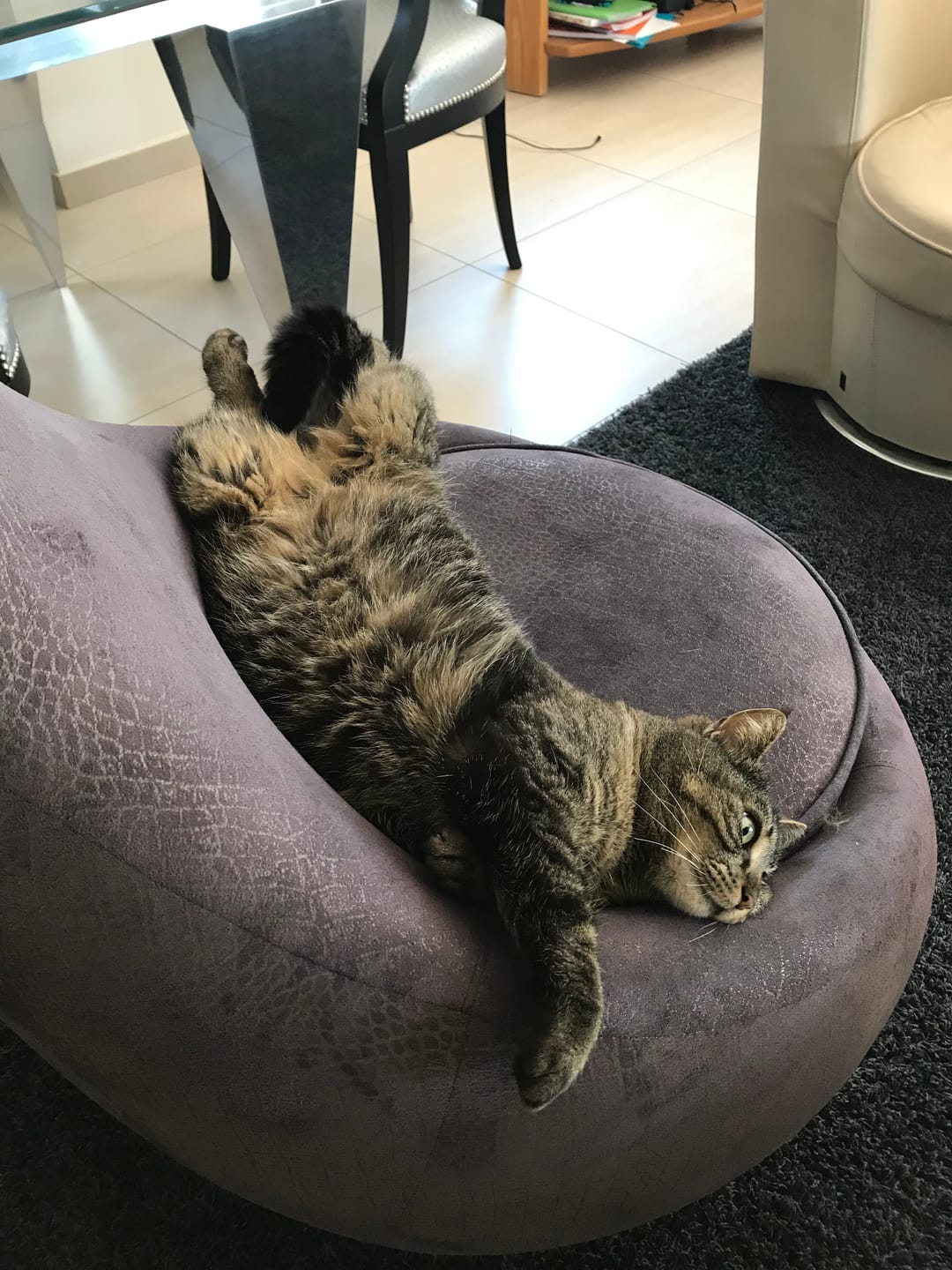 Customer photo review of Croquettes Poisson & Pois - Chat Adulte