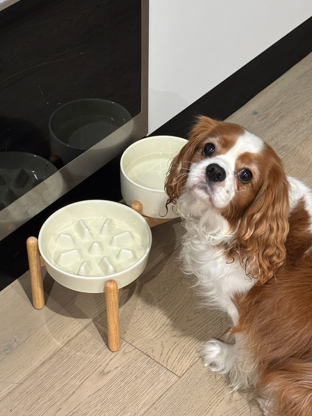 Customer photo review of Ceramic Slow Feeder Bowl