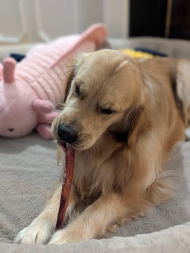 Customer's golden retriever lying on a soft surface, chewing on a 12 Inch Monster Bully Stick.