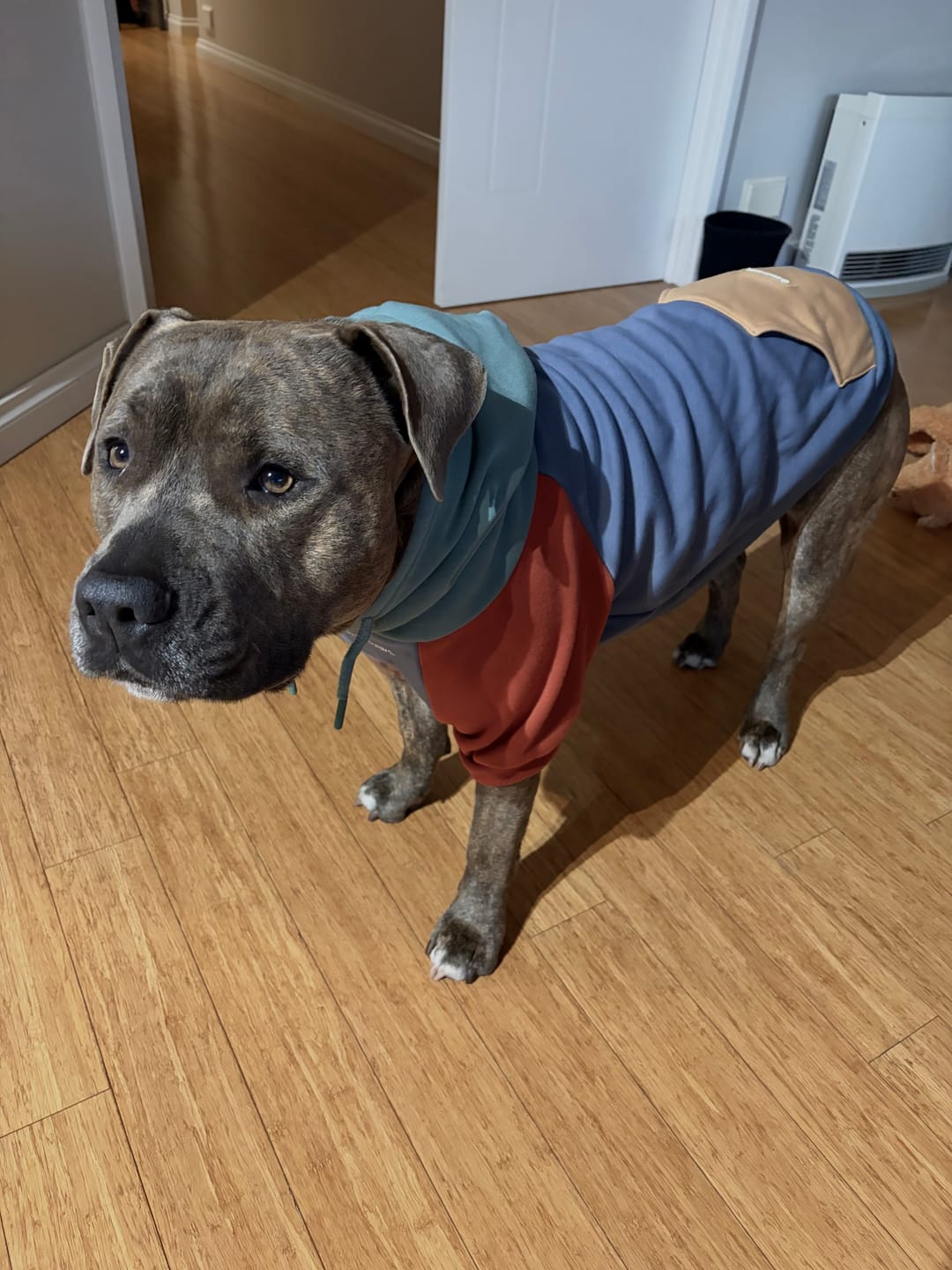 Customer photo review of Alpine Dog Hoodie