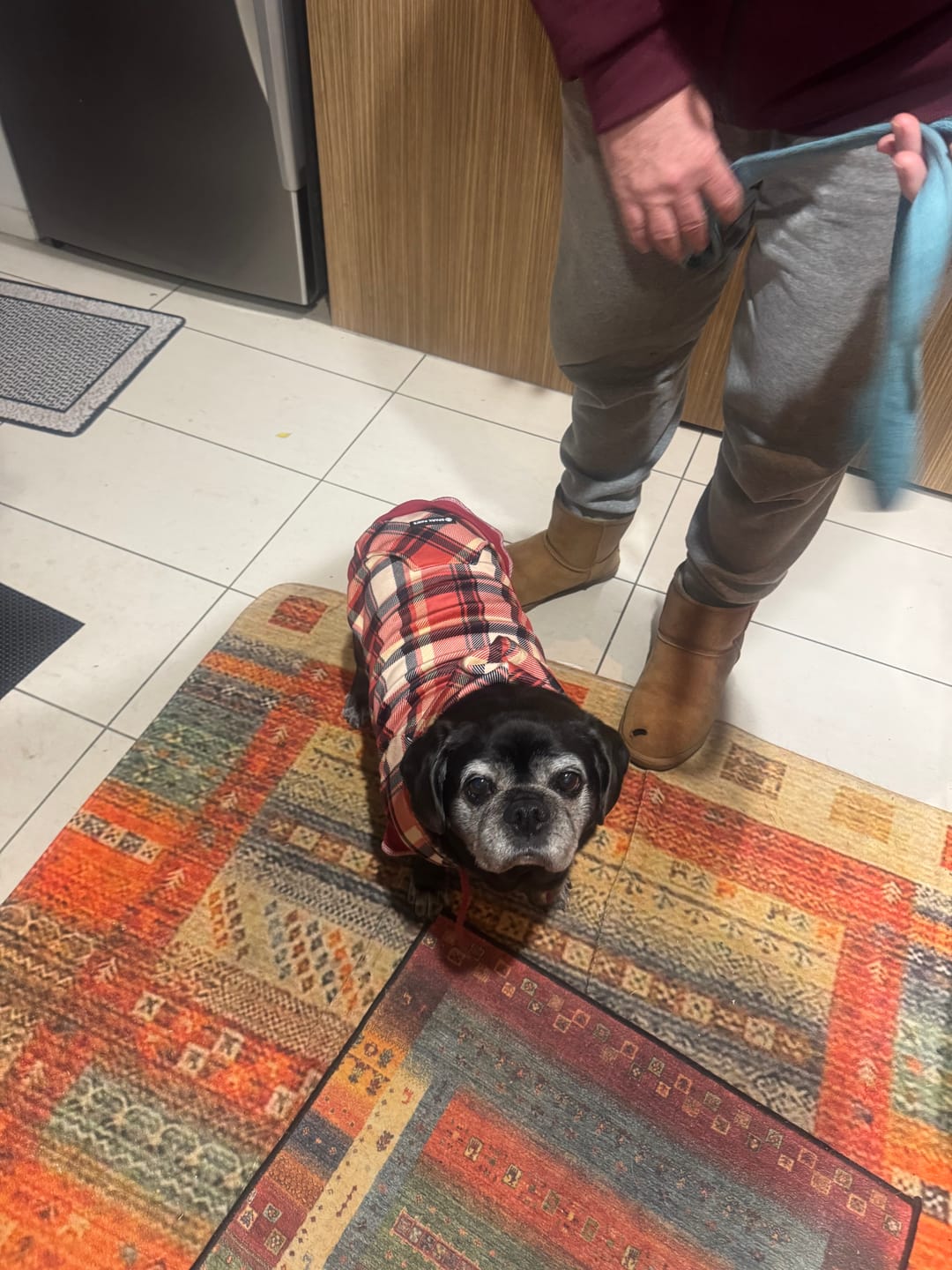 Customer photo review of Red Plaid Dog Hoodie