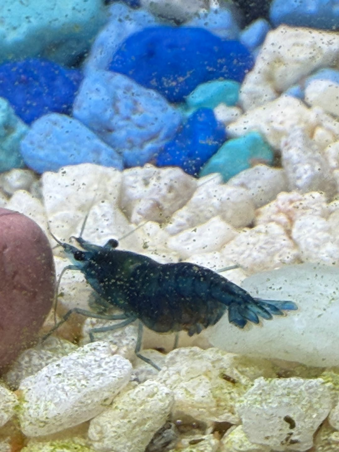 Customer photo review of Blue Velvet Shrimp