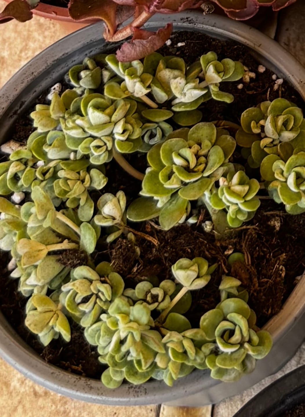 Customer photo review of Sedum spathulifolium 'Purpureum'
