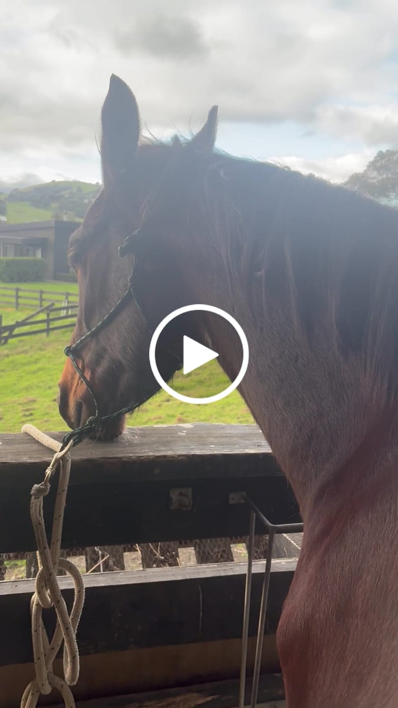 Customer video review of HorseHalo™ 8 Heads Red Light Massage Gun