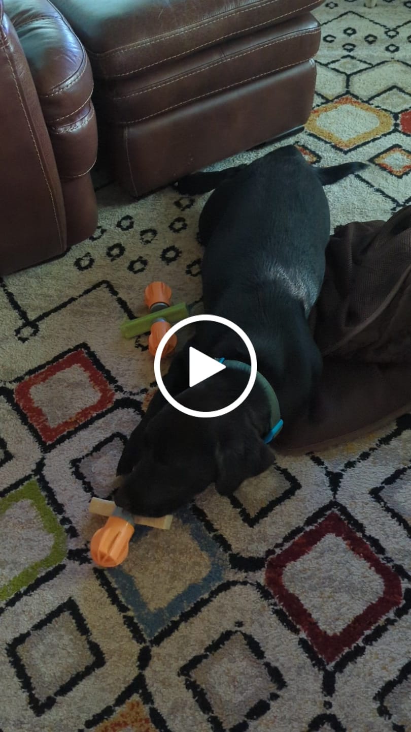 Customer video review of Dog Chew Holder — No More Choking Risk | Hands-Free Safe Chewing