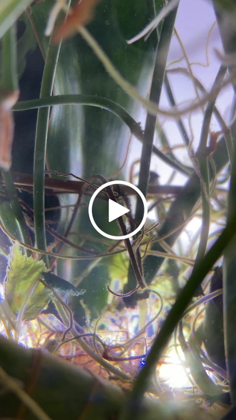 Customer video review of Blue Dream Shrimp