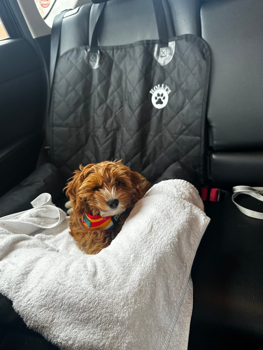 Customer photo review of Car Seat Cover