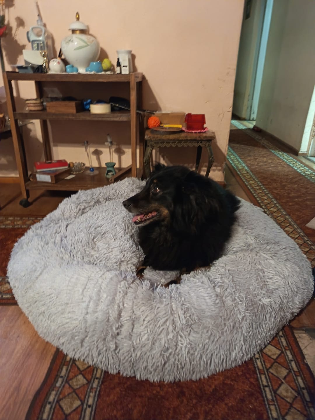 Customer photo review of Cama Anti-Estrés THE DOGS — Menos ansiedad, más descanso