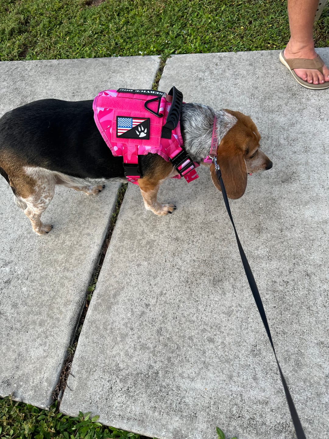Customer photo review of Team K9® Classic No-Pull Dog Harness