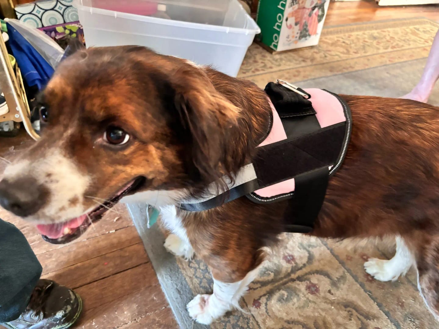 Customer photo review of Pettorina Regolabile Cane Sicura