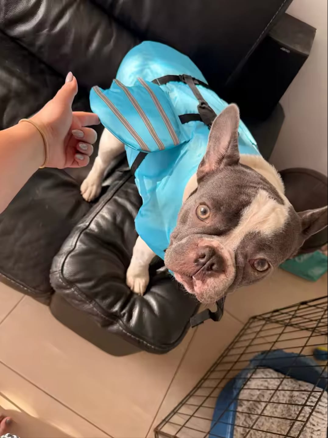 Customer photo review of Chaleco Salvavidas para Perros