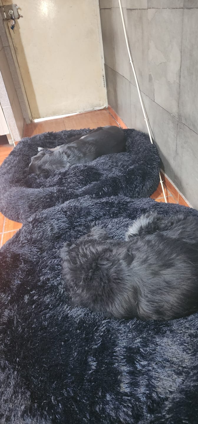 Customer photo review of Cama Anti-Estrés THE DOGS — Menos ansiedad, más descanso