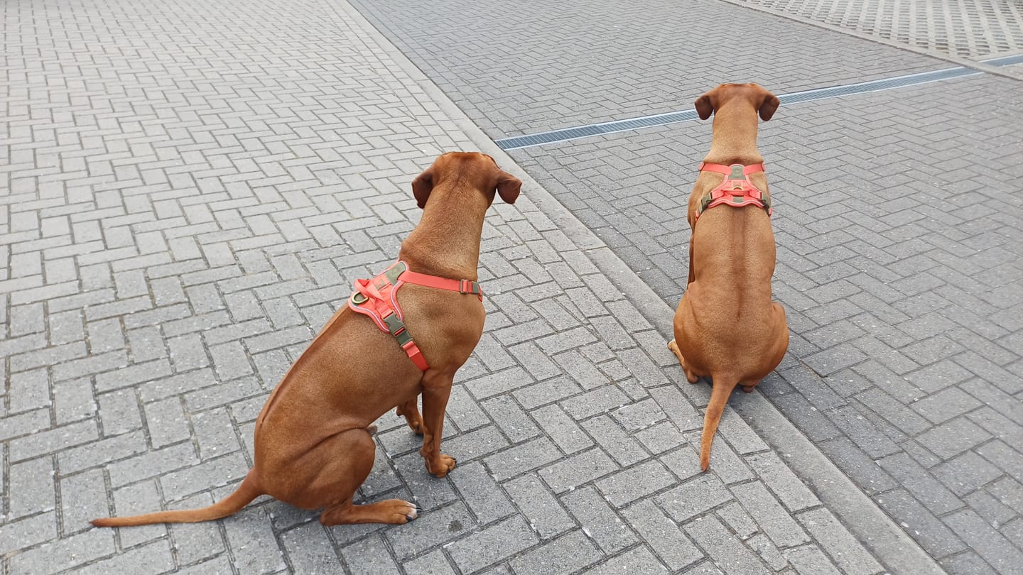Customer photo review of Anti Pull Hurricane Harness Lighter | With Handle - Burnt Orange X Khaki