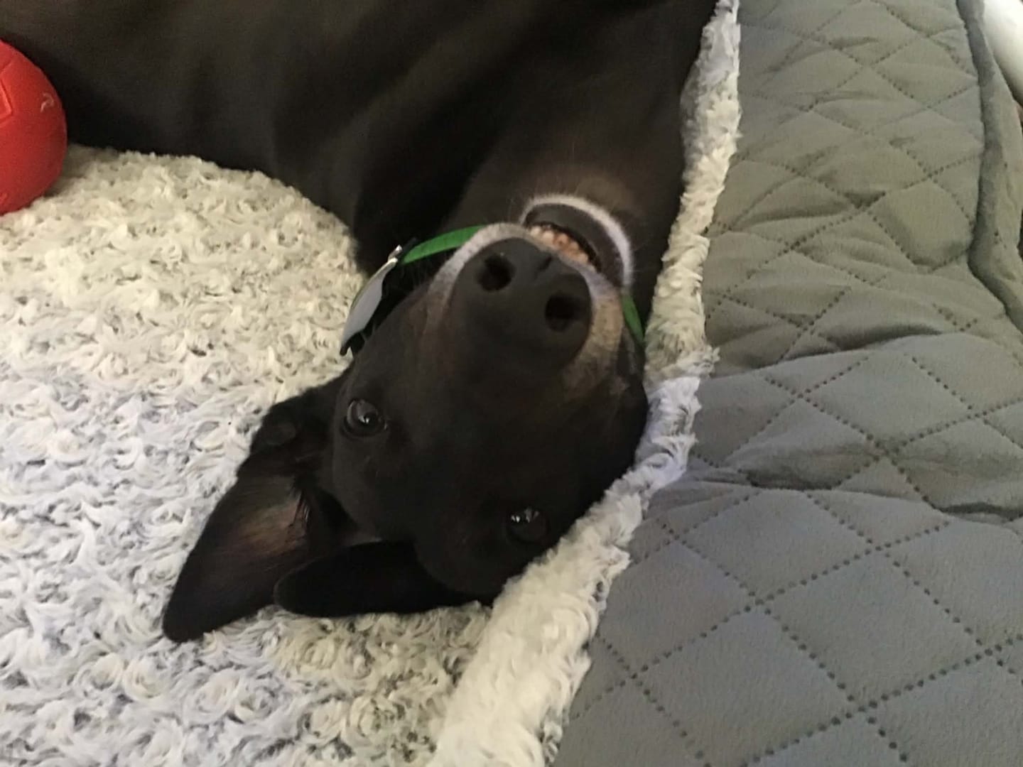 Customer photo review of Orthopedic Memory Foam Dog Bed