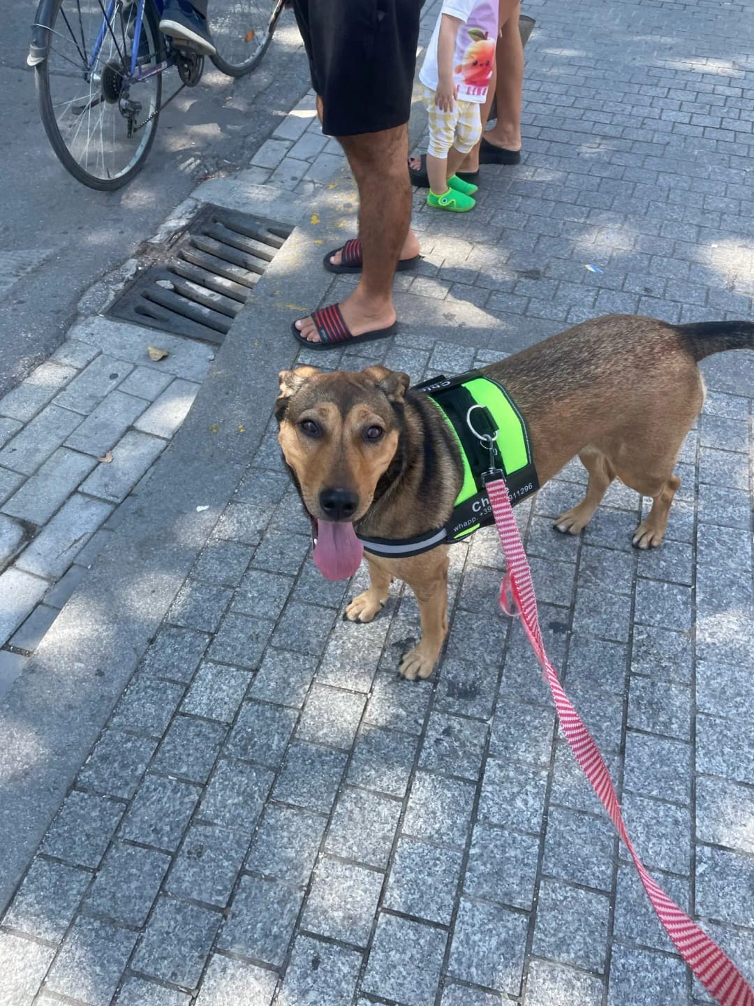Customer photo review of Pettorina Regolabile Cane Sicura