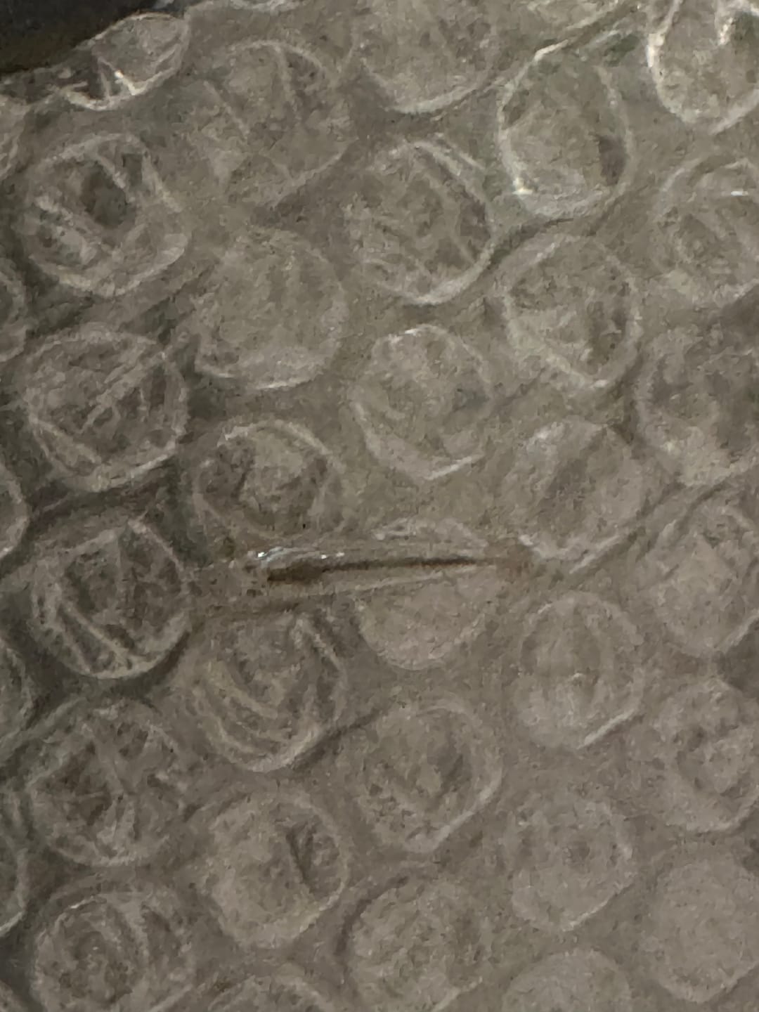 Customer photo review of Amano Shrimp