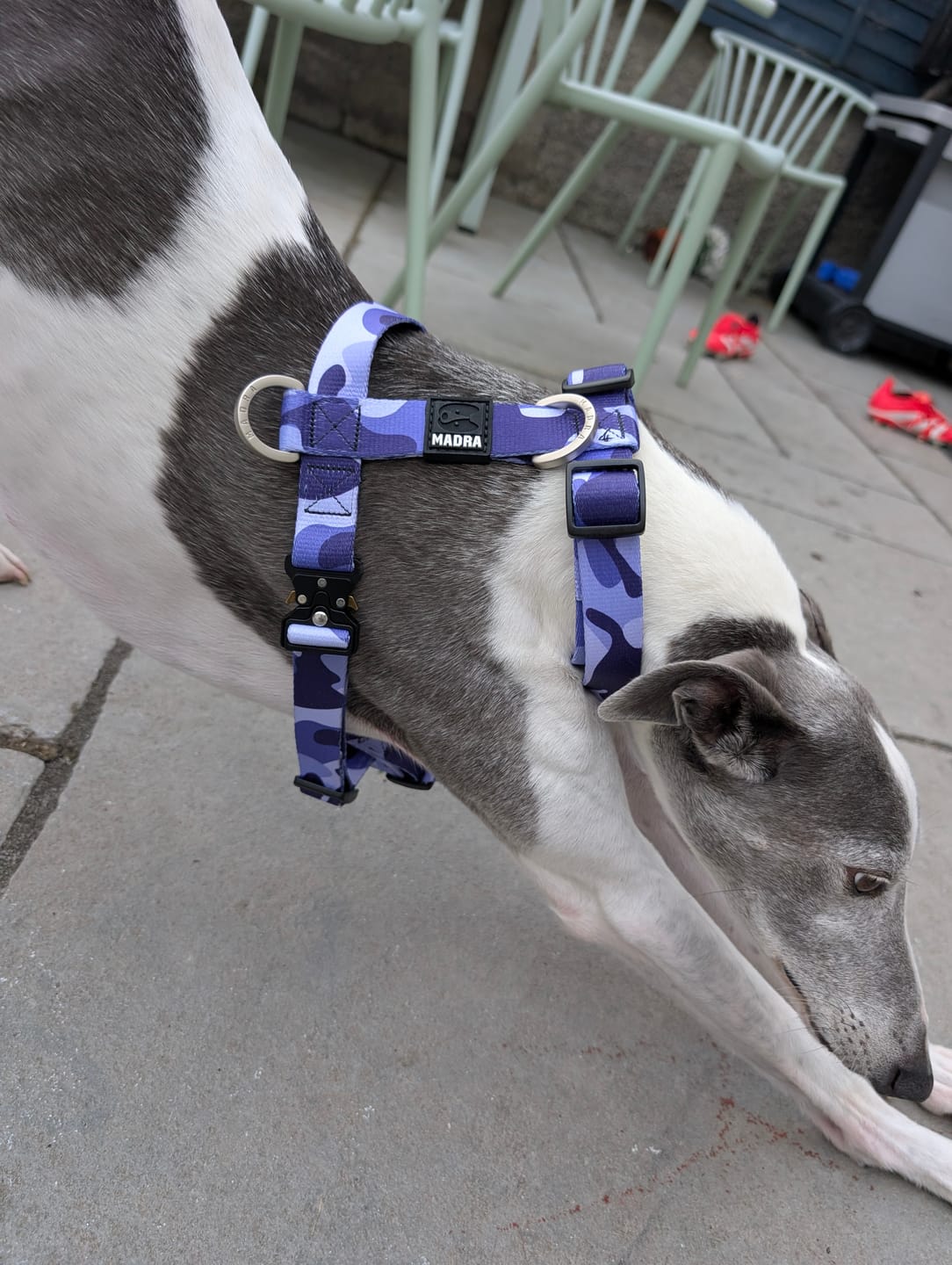 Customer photo review of Camo City Harness