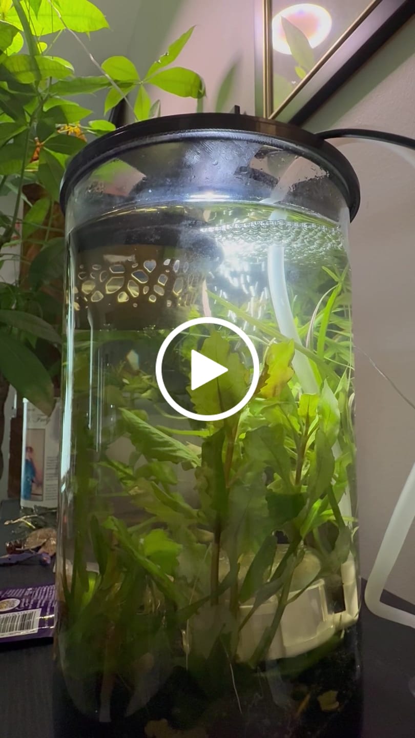 Customer video review of Skittles Shrimp