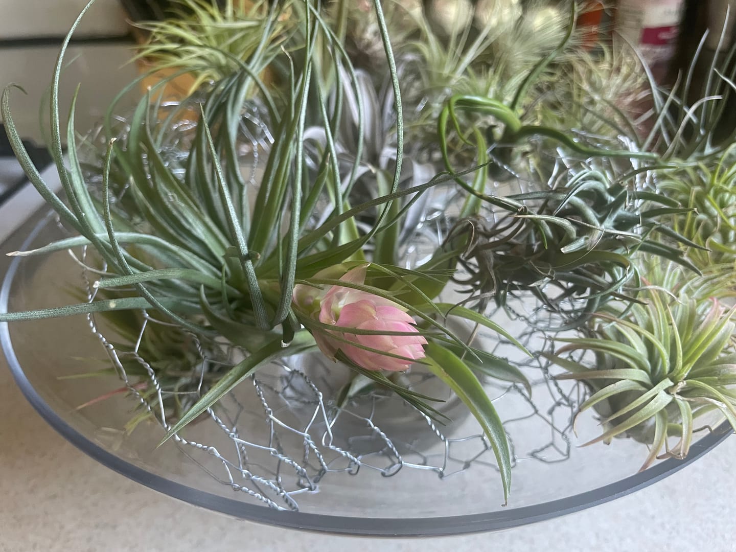 Customer photo review of B Quality Greenhouse Mix 10 Plant Pack