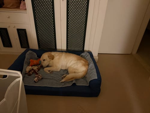 Customer photo review of Biggie Pet Bed