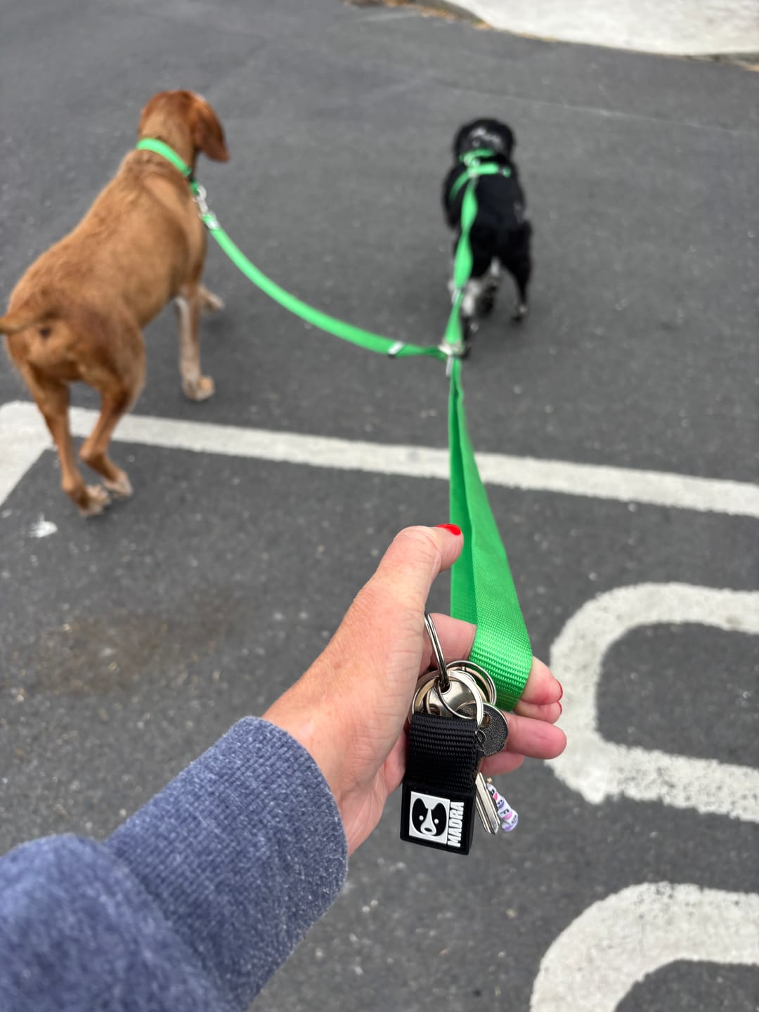 Customer photo review of Classic leash