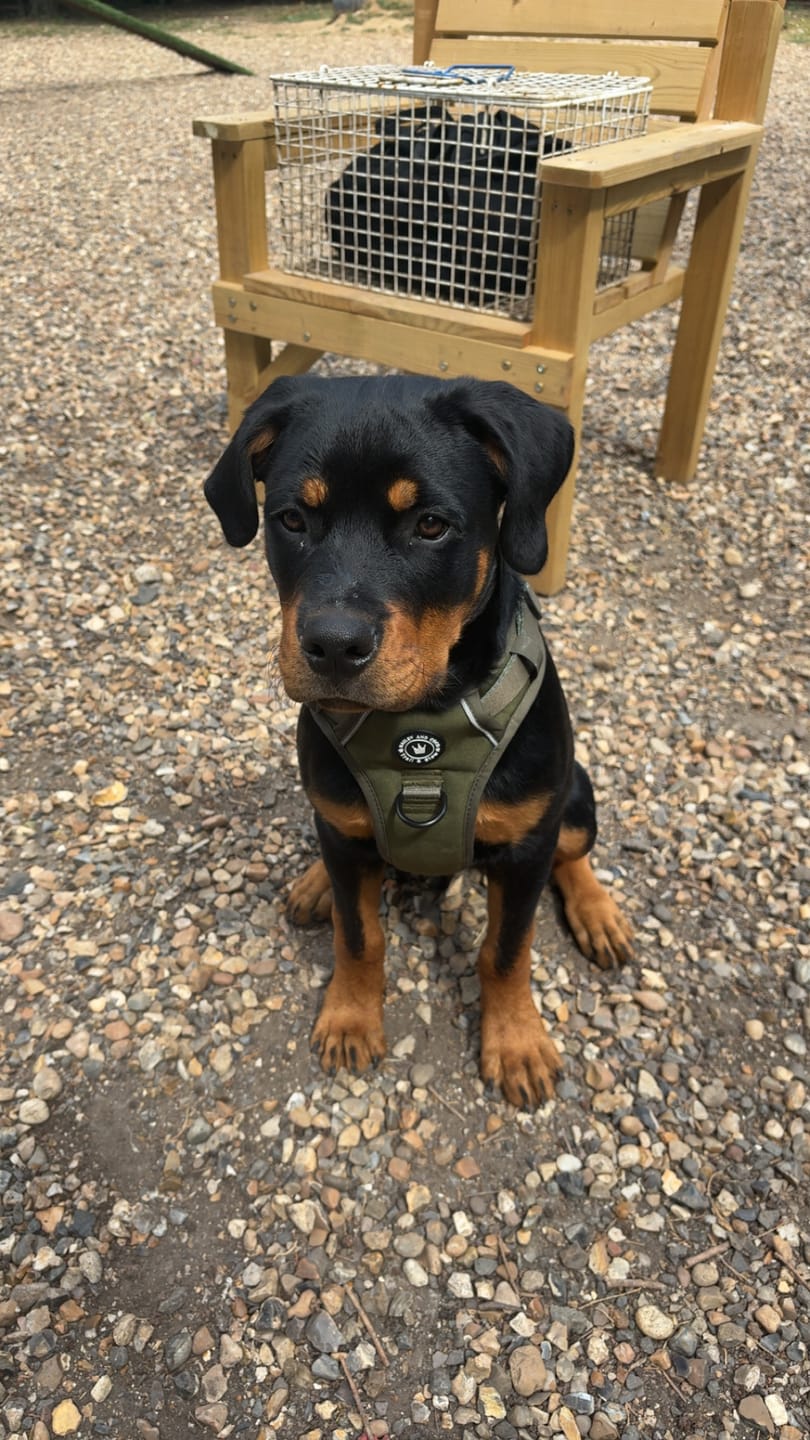 Customer photo review of Trail & Glow® Dog Harness - The Khaki One