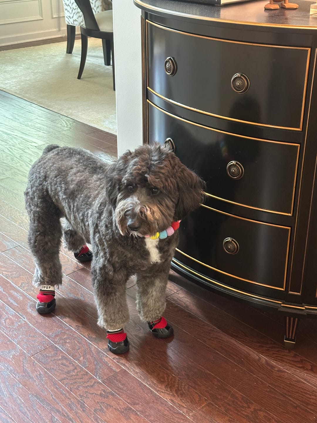 Customer photo review of AIR PUP DOG SHOES - SET OF 4