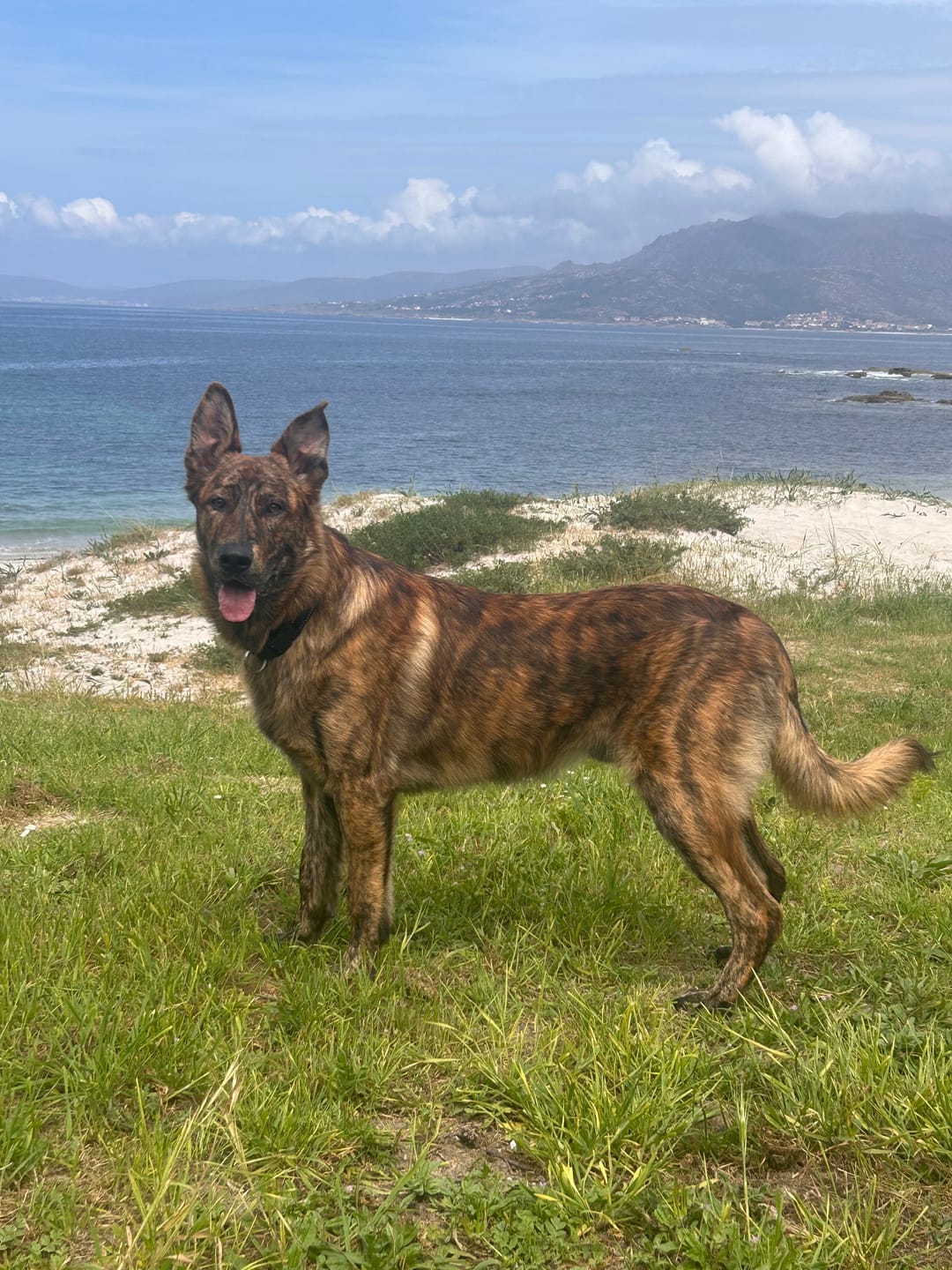 Customer photo review of Grain Free Puppy Salmon & Turkey