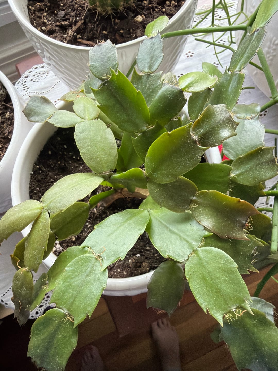 Customer photo review of Leaf Cleanse
