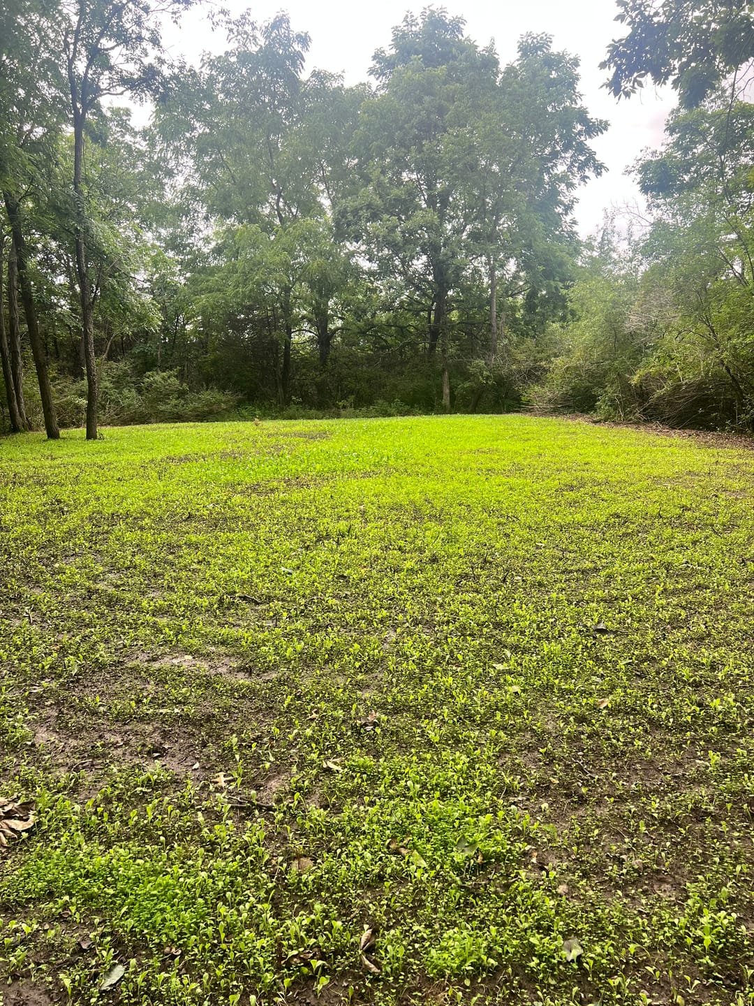 Customer photo review of Multi-Year Mix