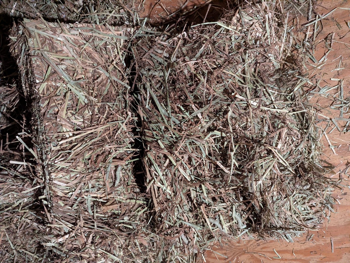 Customer photo review of Timothy Orchard Grass Hay (Click here for Qty Discount) Grass Hay (Buy More - Save More)(Includes delivery too!)