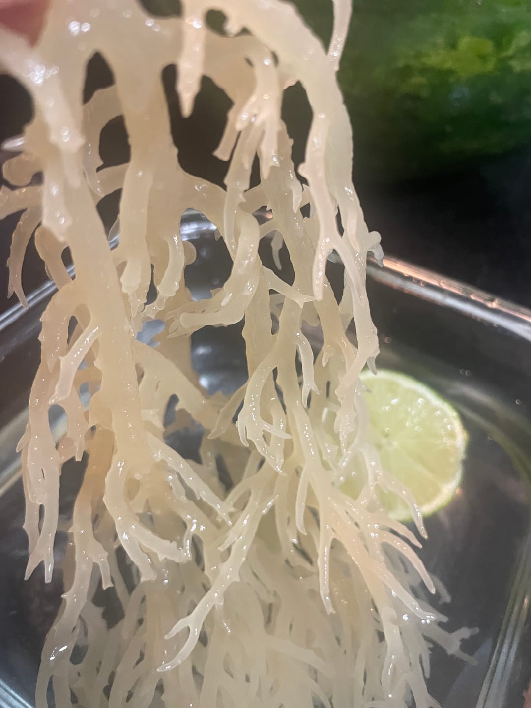 Customer photo review of St. Lucia Wildcrafted Gold Raw Sea Moss