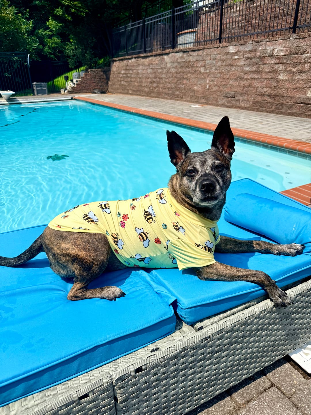 Customer photo review of Sunblock Dog T-Shirt - Berries