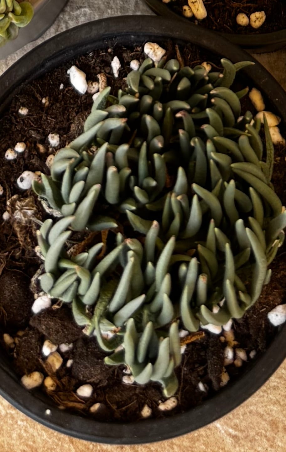 Customer photo review of Marlothistella uniondalensis