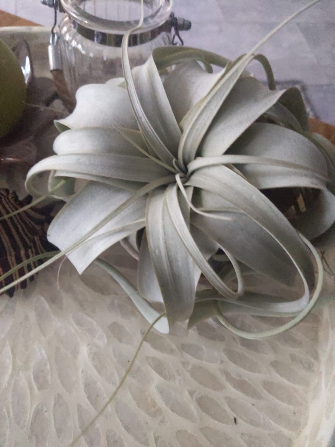 Customer photo review of Tillandsia xerographica