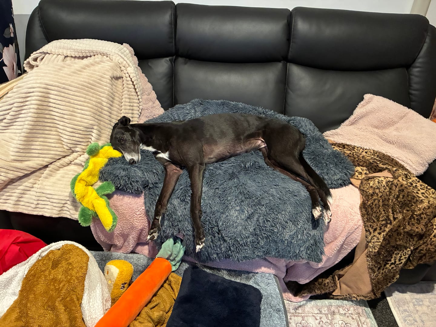 Customer photo review of Calming Couch Bed