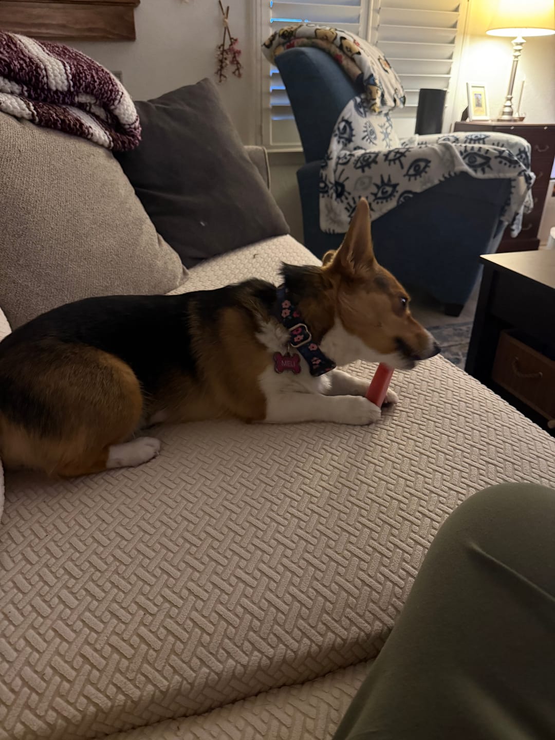 Customer photo review of America250 Freedom Pack — 3 All-Natural Flavored Yak Chews | Limited Edition
