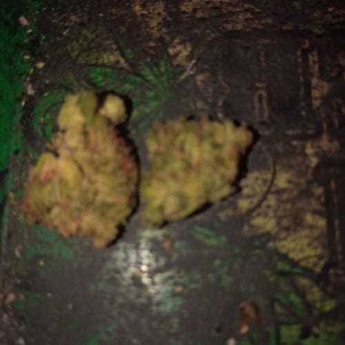 Delta 8 Flower - Garlic Breath photo review