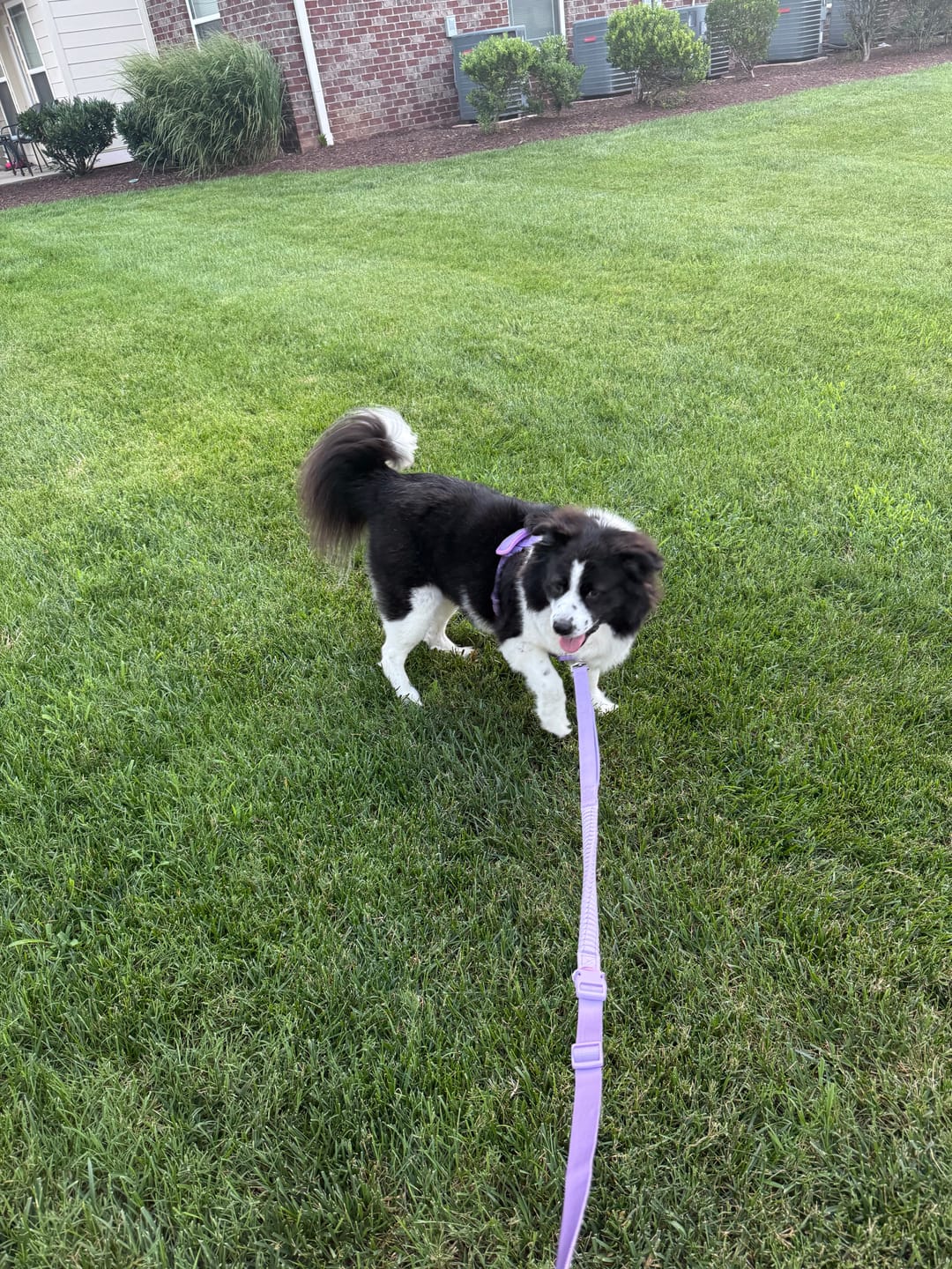 Customer photo review of Comfort Control No-Pull Dog Harness and Multipurpose Leash Sets