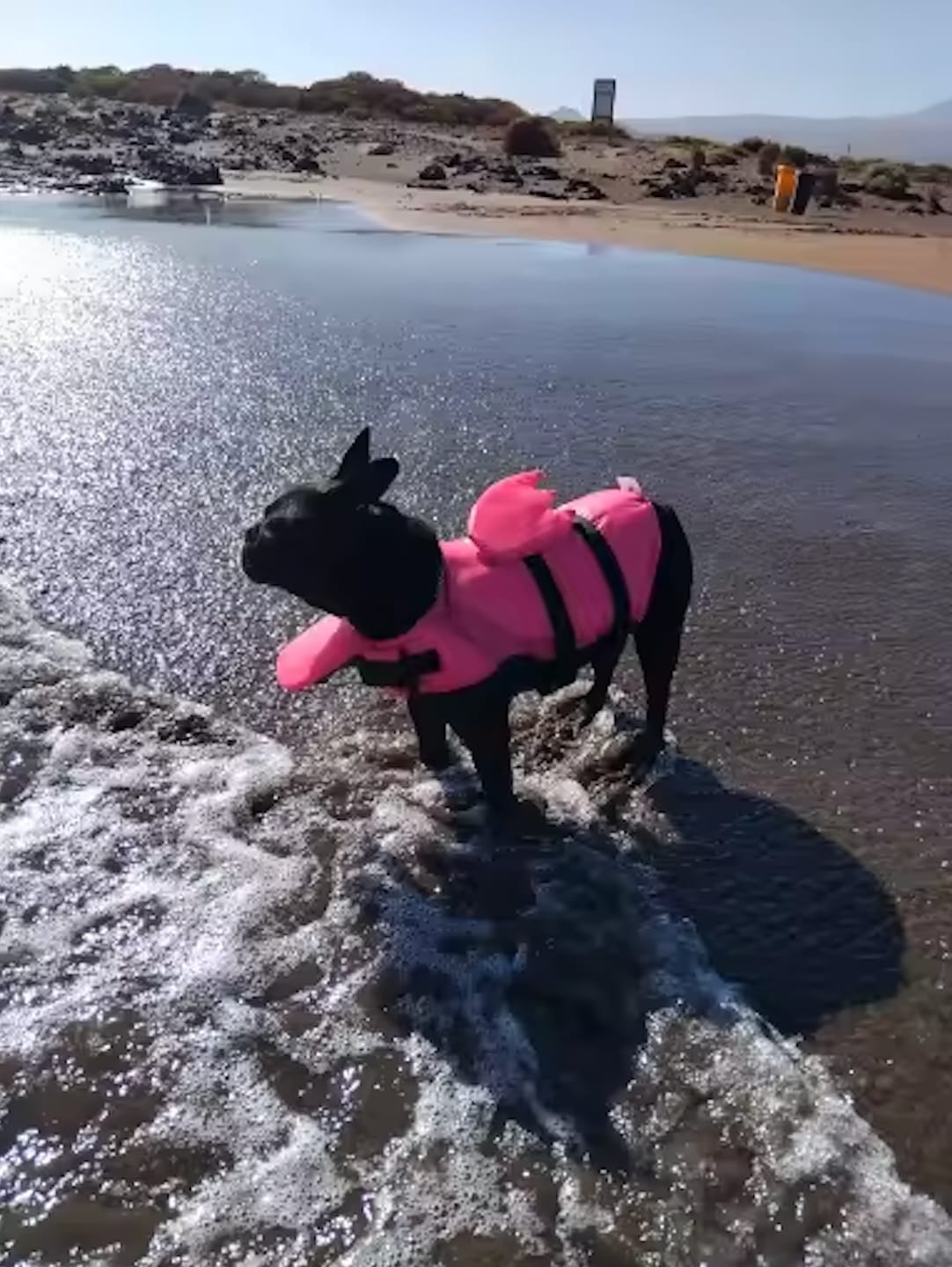 Customer photo review of Chaleco Salvavidas para Perros