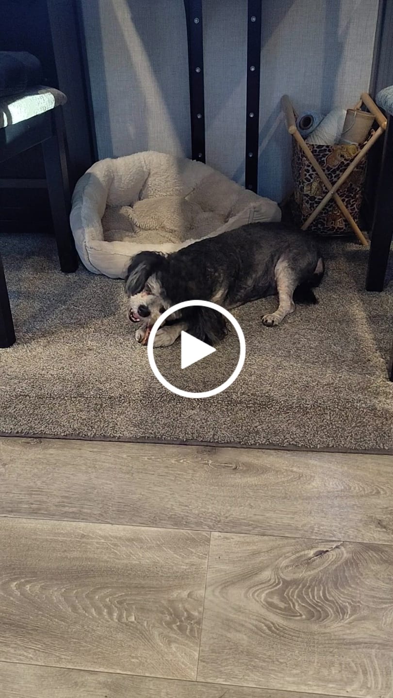 Customer video review of Ostrich Runner (5" x 1.5"): The Flavorful & Long-Lasting Chew for Small to Medium Dogs - 2 Pieces